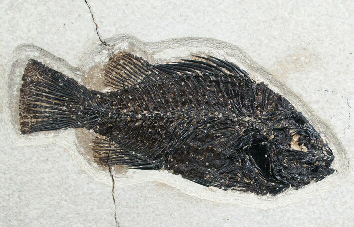 Bargain Priscacara Fossil Fish - #7513